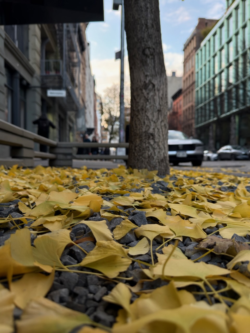 amber crowds