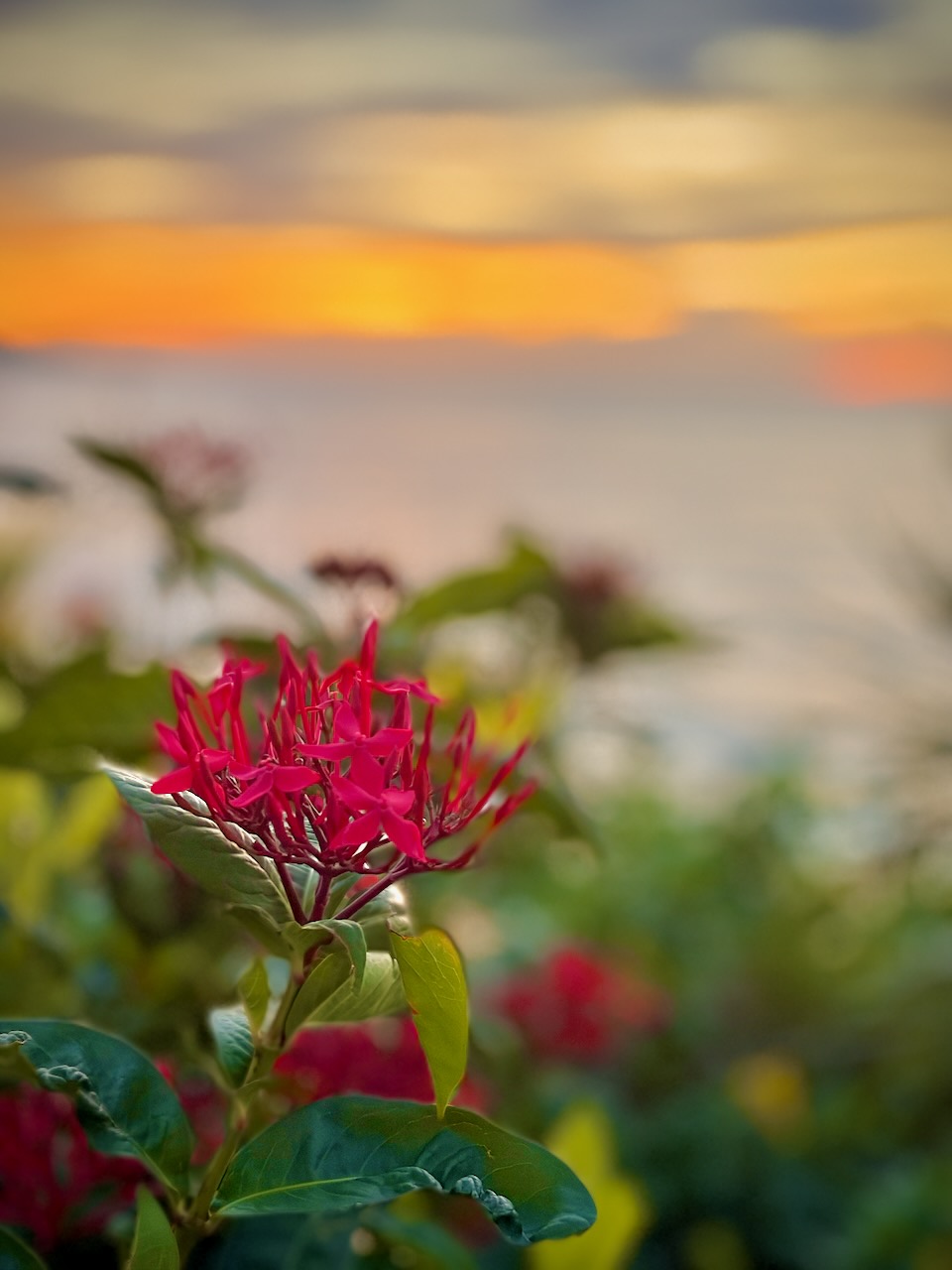 sunset protocol — image 6 of 8