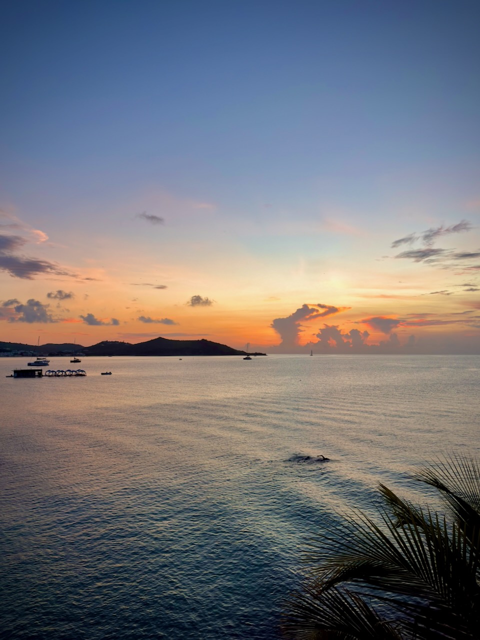 coconut index — image 12 of 15